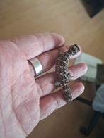 Hemidactylus imbricatus, viper gecko. Vrouw. Nakweek 2024, Dieren en Toebehoren