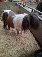 pony'  hengst bonte, Dieren en Toebehoren, A pony (tot 1.17m), Onbeleerd, Recreatiepony, Meerdere dieren