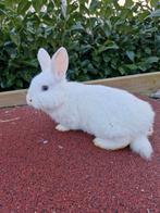 Te koop: jonge konijnen, Dieren en Toebehoren, Meerdere dieren