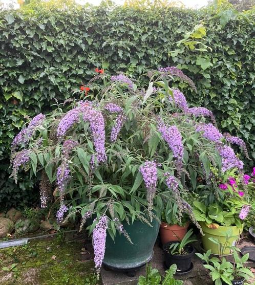 Buddleja davidii Wisteria Lane stekken/vlinderstruik, Tuin en Terras, Planten | Struiken en Hagen, Ophalen