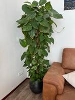 Epipremnum aureum plant, Ophalen, Overige soorten, Halfschaduw, In pot