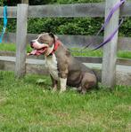 American bully  dekreu   xl bully, Nederland, Rabiës (hondsdolheid), 1 tot 2 jaar, Eén hond