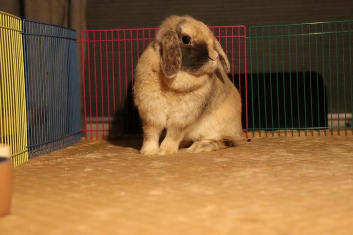 NHD x Minilop voedster beschikbaar, Dieren en Toebehoren, Konijnen, Dwerg, Vrouwelijk, 3 tot 5 jaar, Hangoor