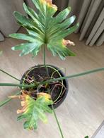 domeinnaam, Diensten en Vakmensen, Webdesigners en Hosting