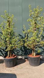 pyrus conference handpeer karakterboom 3 meter lang, Tuin en Terras, Planten | Bomen, Lente, 250 tot 400 cm, Volle zon, In pot