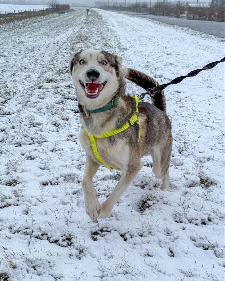 Husky reu 1 jaar met fci stamboom, Dieren en Toebehoren, Honden | Poolhonden, Keeshonden en Oertypen, Reu, Poolhond, Particulier