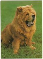 Beschrijving	Hond - chow chow - 17007, Ongelopen, Verzenden, 1980 tot heden, Hond of Kat