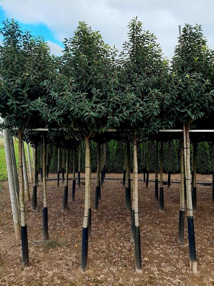 Portugese Laurier prunus Lusitanica Angustifolia❗hoogstam❗🌳, Tuin en Terras, Planten | Bomen, 100 tot 250 cm, Halfschaduw, Ophalen