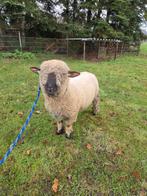 Hampshire Down dekram te koop, Dieren en Toebehoren, Schapen, Geiten en Varkens, Mannelijk, Schaap