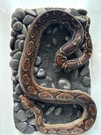 0.1 Sonoran Het Leopard RUILEN, Dieren en Toebehoren, Reptielen en Amfibieën, Slang, Tam, 7 tot 10 jaar