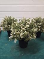 ikea kunstplanten fejka tijm 23 cm hoog, Huis en Inrichting, Woonaccessoires | Kunstplanten en Kunstbloemen, Ophalen of Verzenden