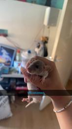 Nog 2 rittens te reserveren!!💙, Rat, Mei, Meerdere dieren, Tam