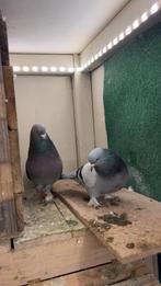 Te koop takla, Meerdere dieren, Kropper