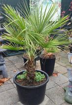 Prachtige winterharde Palm met nieuwe pot 120 cm., Tuin en Terras, 100 tot 250 cm, Zomer, Palmboom, Ophalen