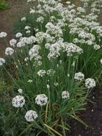 Knoflookbieslook zaden - Allium tuberosum, Ophalen of Verzenden, Voorjaar, Volle zon, Zaad