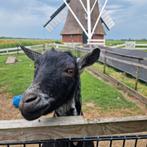 Lieve gecastreerde bok, Dieren en Toebehoren, Schapen, Geiten en Varkens
