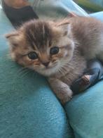3 Britse korthaar kittens, Dieren en Toebehoren, Katten en Kittens | Raskatten | Korthaar, Meerdere dieren, Gechipt, 0 tot 2 jaar