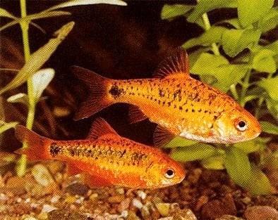 5x Brokaat Barbelen (tot 16 Mei), Dieren en Toebehoren, Vissen | Aquariumvissen, Zoetwatervis, Vis, Schoolvis