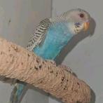 Dunfelo split Blackface split blackwing man, Mannelijk, Parkiet, Geringd