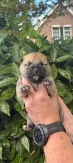 Shiba Inu Pups, Dieren en Toebehoren, 8 tot 15 weken, Meerdere, Meerdere dieren, Nederland