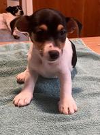 Driekleurige Jack Russel, Dieren en Toebehoren, Honden | Jack Russells en Terriërs, Parvo, Jack Russell Terriër, Reu, 8 tot 15 weken