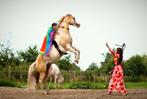 Actieve verzorger / vrijwilliger gezocht voor 5 paarden