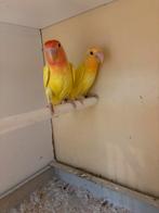 Agapornis rosecollies, Dieren en Toebehoren, Meerdere dieren, Dwergpapegaai of Agapornis, Geringd