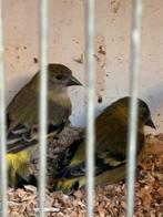 Zwartkop sijssen 30€. spitsstaart pop 15€.  kapoetsijs 47,50, Dieren en Toebehoren, Vogels | Overige Vogels, Meerdere dieren, Geringd