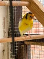 Agaatgele putters, Dieren en Toebehoren, Vogels | Overige Vogels, Meerdere dieren, Wildzangvogel, Geringd