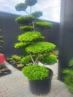 Ilex crenata blondie bonsai grote maat, Tuin en Terras, Planten | Bomen, Overige soorten, Lente, 100 tot 250 cm, Ophalen