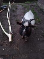 Mooie dwerg bok zoek nieuwe vriendinnen, Dieren en Toebehoren, Schapen, Geiten en Varkens, Mannelijk, Geit