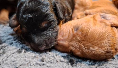 Kleine medium poedel pups uit goed gekeurde ouders, Dieren en Toebehoren, Honden | Chihuahua's en Gezelschapshonden, Meerdere dieren