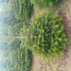 Kerstbomen. Abies Nordmann / Nordman kerstboom 125-180., Ophalen, Zomer, Klimplanten, Volle zon