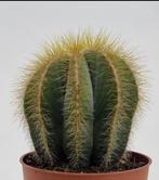 Notocactus, Ophalen of Verzenden, Cactus, Minder dan 100 cm