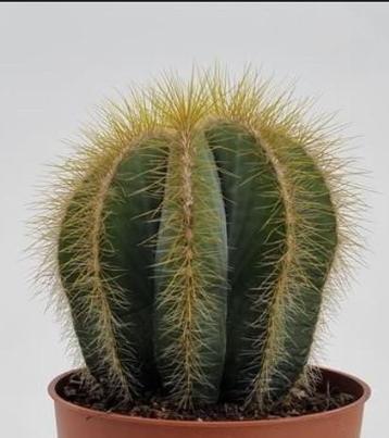 Notocactus beschikbaar voor biedingen