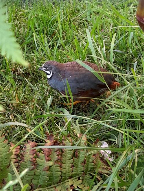 Chinese dwergkwartels (natuurbroed 2025), Dieren en Toebehoren, Vogels | Overige Vogels, Tropenvogel, Mannelijk, Tam