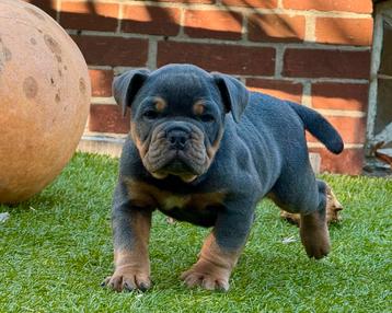 Bullforce Old English Bulldog pracht reu 2000€ beschikbaar voor biedingen