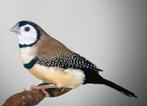 Gezocht zwartstuit Bichenow astrilde, Dieren en Toebehoren, Vogels | Overige Vogels, Tropenvogel