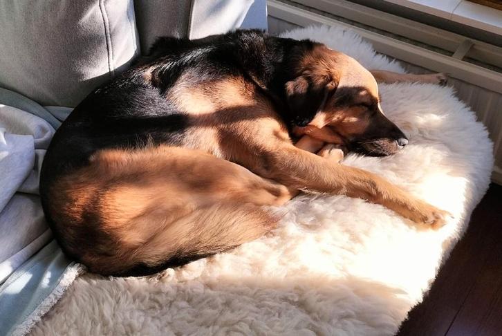 100% Schapenvacht Hondenkleed - Echt en Natuurlijk - Gezond, Dieren en Toebehoren, Hondenmanden, Nieuw, Overige, Ophalen of Verzenden