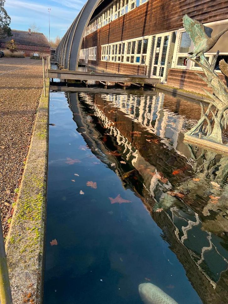 Koi Karpers te koop, Dieren en Toebehoren, Vissen | Vijvervissen, Karper of Koi