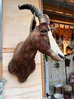 Taxidermie, Ophalen of Verzenden, Zo goed als nieuw, Opgezet dier