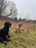 Labrador en labrador/golden retriever, Parvo, Teef, Labrador retriever, Meerdere