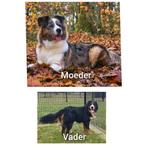 Australian shepherd/berner sennen pups, Dieren en Toebehoren, 8 tot 15 weken, Groot, Meerdere, Meerdere dieren
