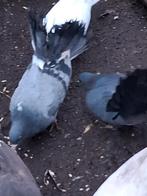 Tka aangeboden mooie pauwstaarten plm 6 koppels, Dieren en Toebehoren, Vogels | Duiven, Meerdere dieren, Overige soorten