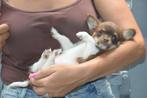 Chihuahua pups direct beschikbaar, Dieren en Toebehoren, Honden | Chihuahua's en Gezelschapshonden, Rabiës (hondsdolheid), 15 weken tot 1 jaar
