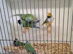 Mooie jonge koppels gouldamadines, Dieren en Toebehoren, Vogels | Overige Vogels, Meerdere dieren, Tropenvogel, Geringd