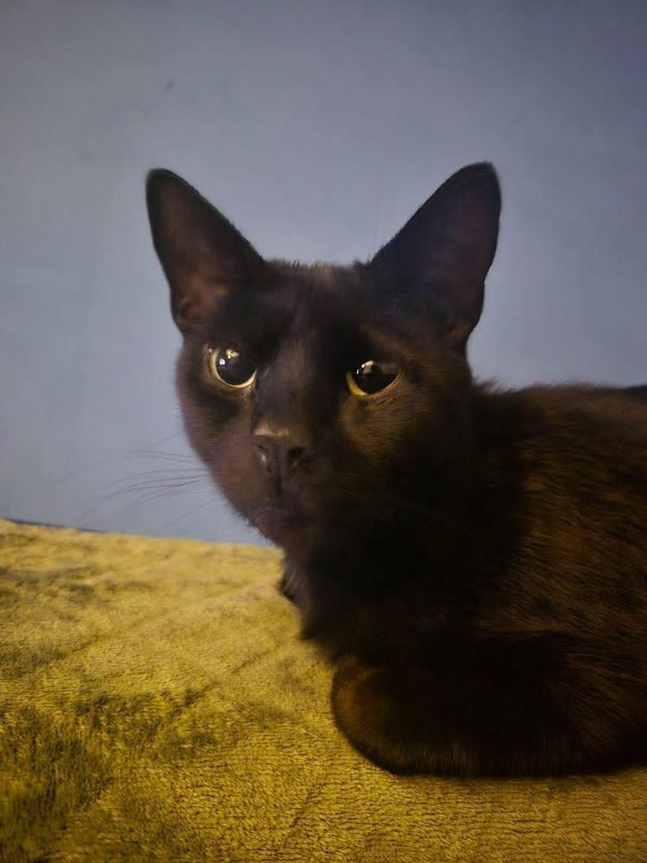 Lieve kat zoekt nieuw thuis, Dieren en Toebehoren, Overige Dieren, Vrouwelijk, Juni