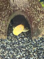 Albino & ancistrus algeneter's, Dieren en Toebehoren, Vis
