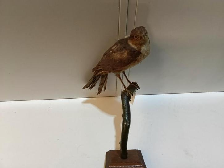 Opgezette slechtvalk, Dieren en Toebehoren, Overige Dieren, Mannelijk, Mei