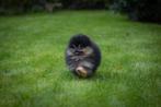 Pomerian reutje, Dieren en Toebehoren, Honden | Poolhonden, Keeshonden en Oertypen, Particulier, 8 tot 15 weken, Buitenland, Teef